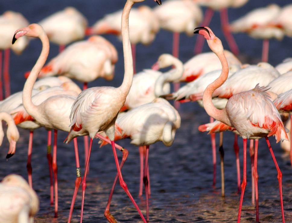 Fenicotteri al parco di Molentargius-Saline