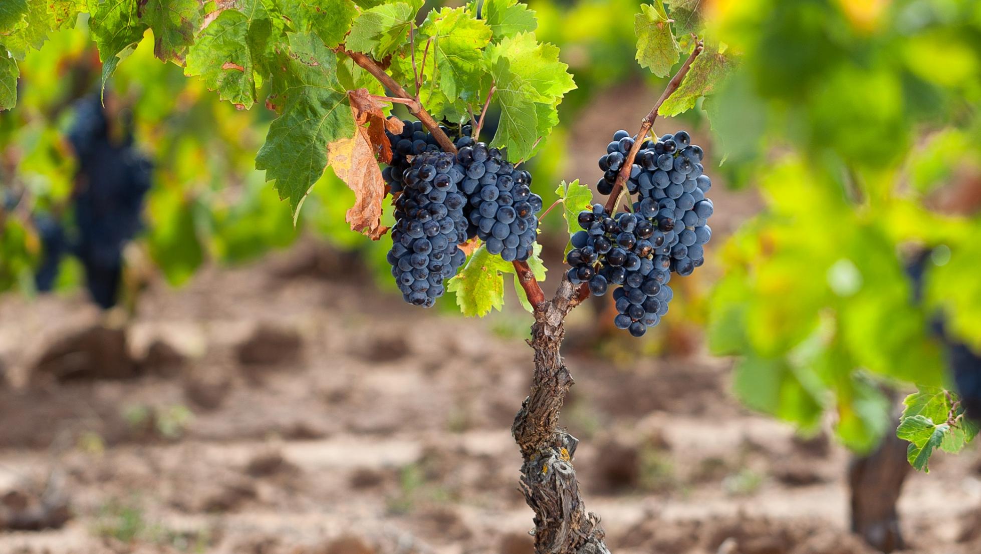 Cannonau vitigno