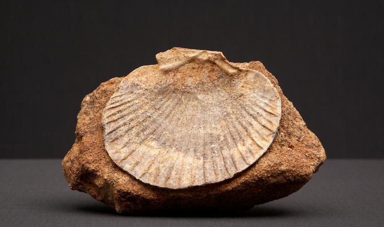 PARC Genoni - fossile