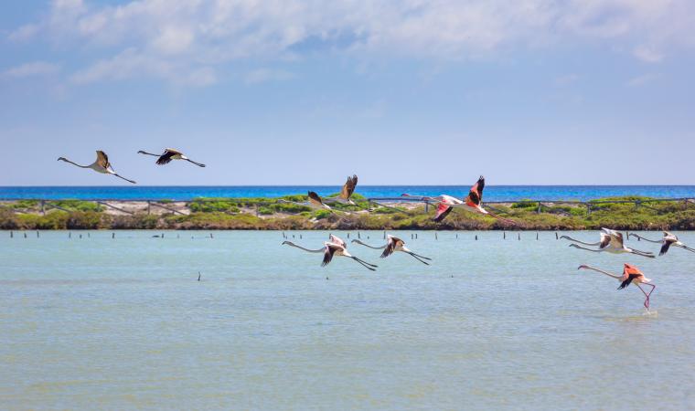 Fenicotteri nello stagno de Le Saline - Stintino