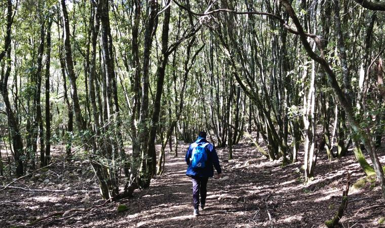 Foresta di Montimannu - Villacidro